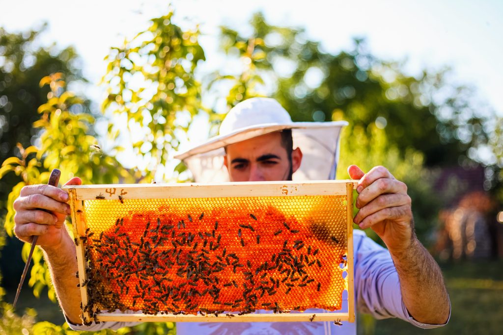 Nicot Bienenstock-Elemente - Bienen-Papa Imkereibedarf